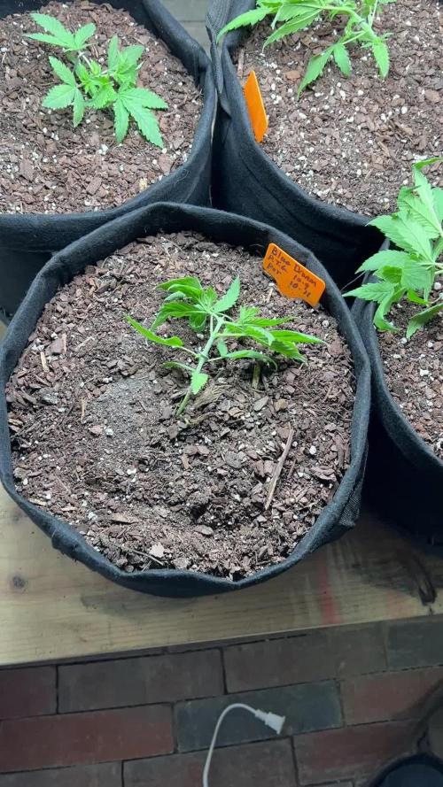 First Photoperiod Grow