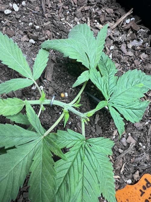 First Photoperiod Grow. Week 4 - Day 28