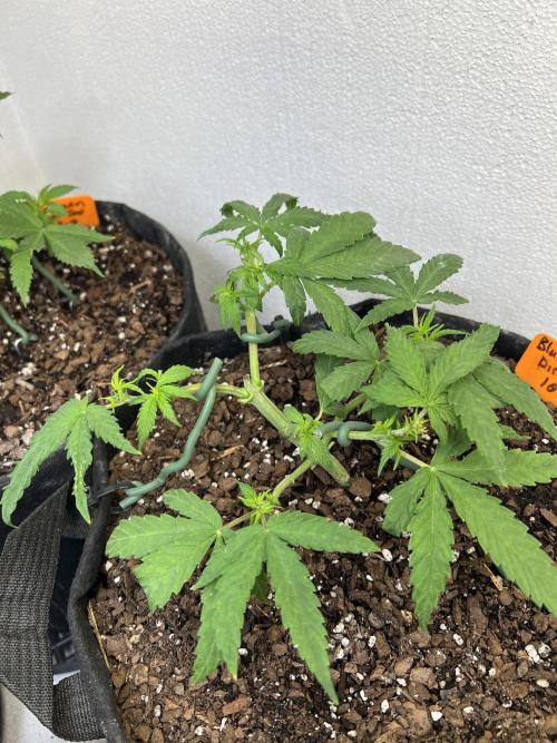 First Photoperiod Grow. Week 5 - Day 37