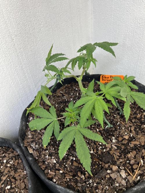 First Photoperiod Grow. Week 5 - Day 37