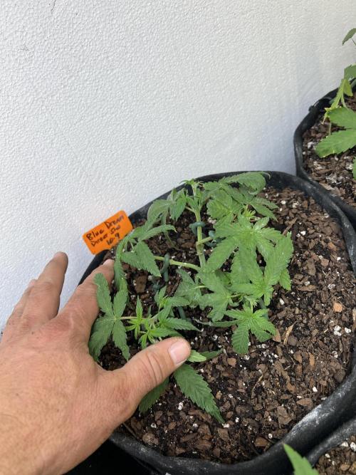 First Photoperiod Grow. Week 5 - Day 37