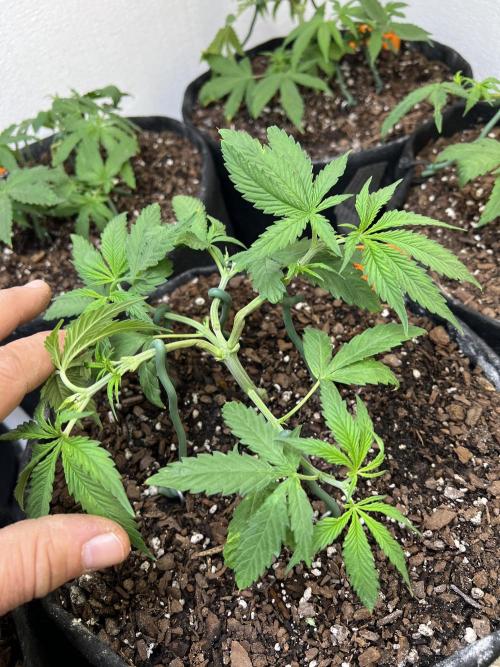 First Photoperiod Grow. Week 5 - Day 37