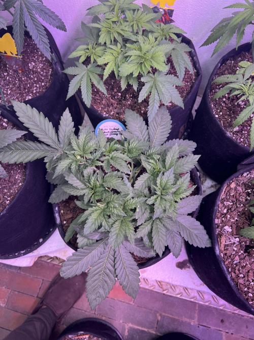 First Photoperiod Grow. Week 6 - White Widow Day 42. This one was germinated by mistake, 14 days later W.W.