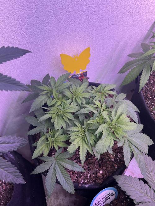 First Photoperiod Grow. Week 6 - Blue Dream, I think it has used up all that miracle grow had to offer 