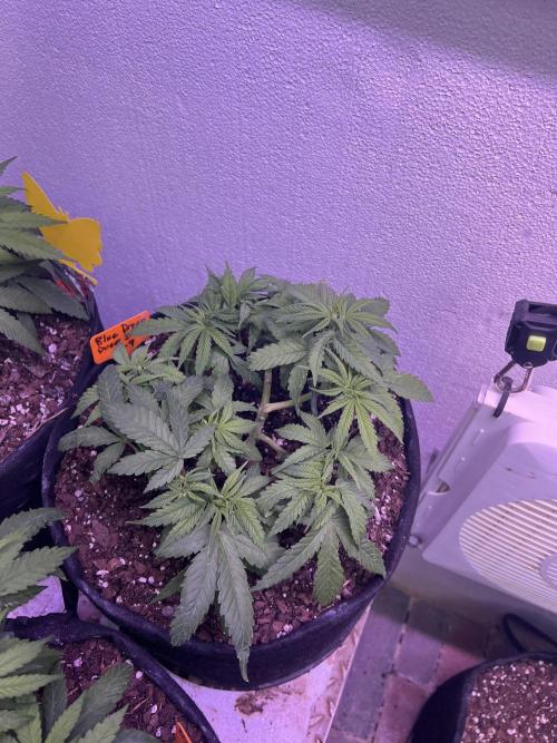 First Photoperiod Grow. Week 6 - Anther BD in MG
