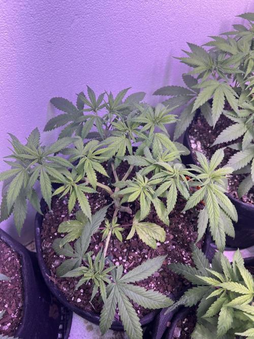 First Photoperiod Grow. Week 6 - Third BD in MG
