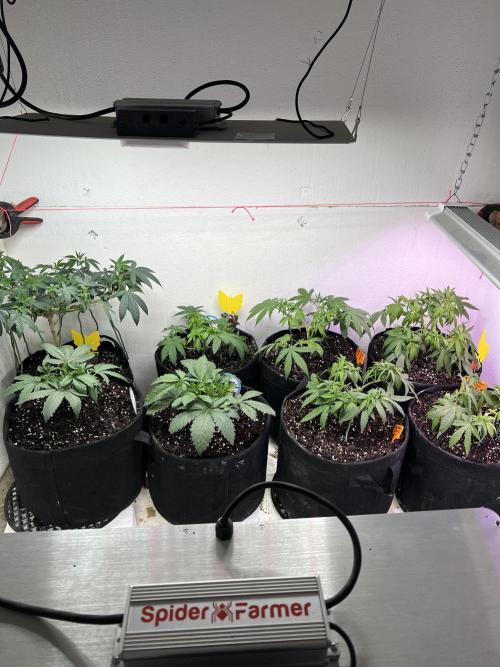 First Photoperiod Grow. Week 6