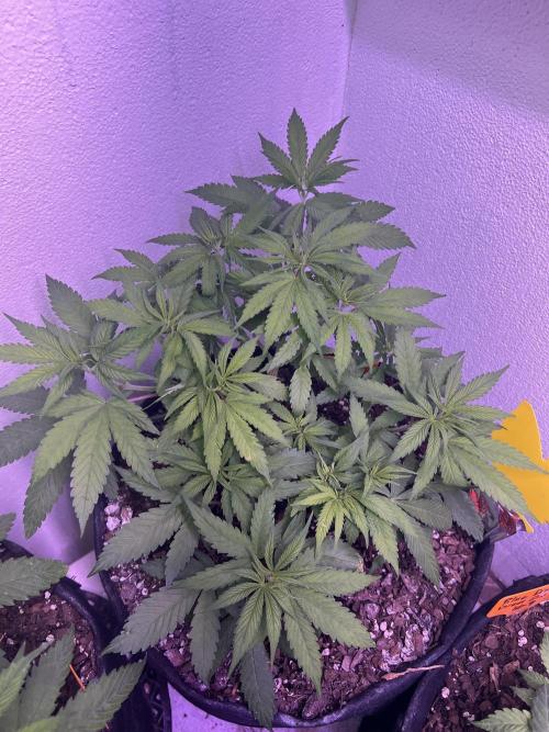 First Photoperiod Grow. Week 6 - Fourth BD in MG