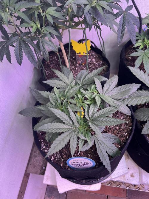 First Photoperiod Grow. Week 6 - Jealousy Fast is moving right along.  I FIM’ed this one back to back 