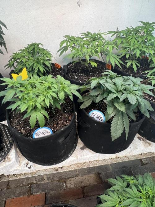 First Photoperiod Grow. Week 6 - White Widow (L) straight miracle grow 42 days. WW(R) custom w/ grow dots 28 days