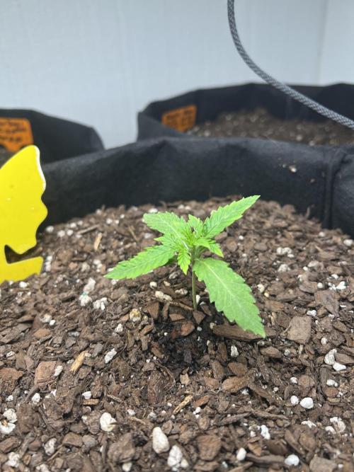 First Autoflower Grow. Week 0 - Strawberry Cheesecake Day 13