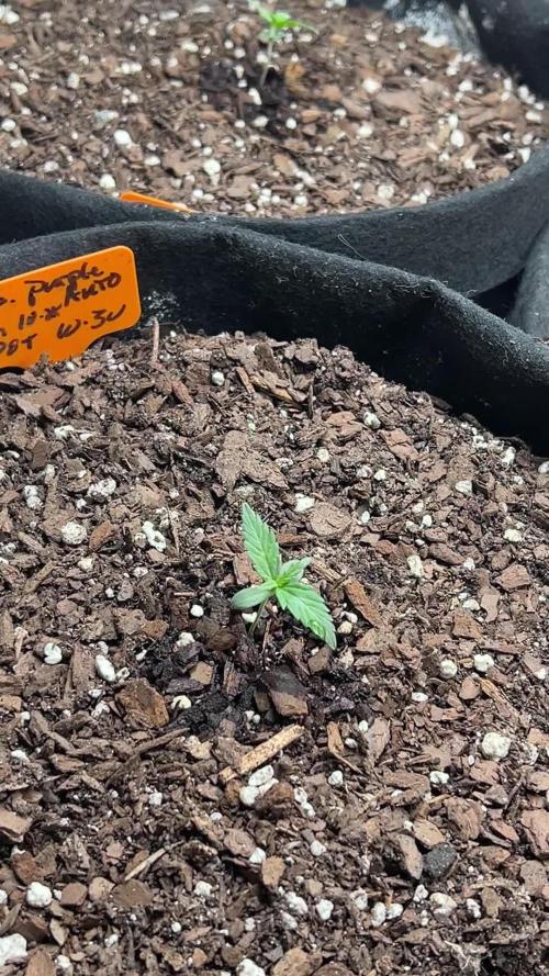 First Autoflower Grow