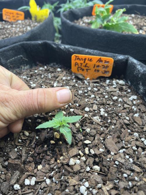 First Autoflower Grow. Week 0