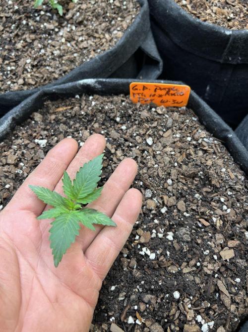 First Autoflower Grow. Week 2 - Granddaddy Purple Day 15