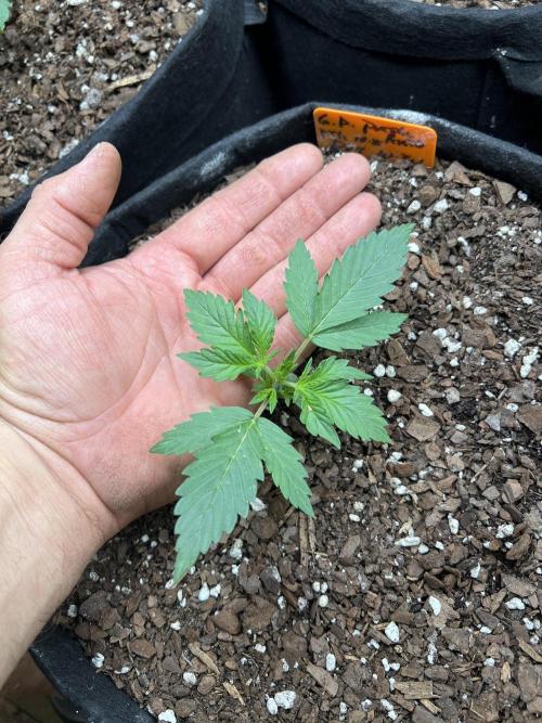 First Autoflower Grow. Week 2 - Granddaddy Purple Day 17