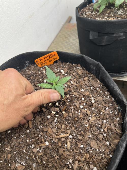 First Autoflower Grow. Week 2 - Granddaddy Purple Day 14