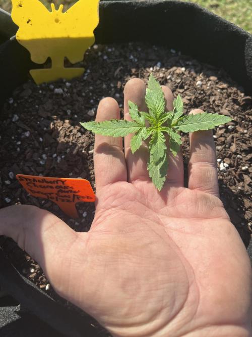 First Autoflower Grow. Week 2 - Strawberry Cheesecake Day 14