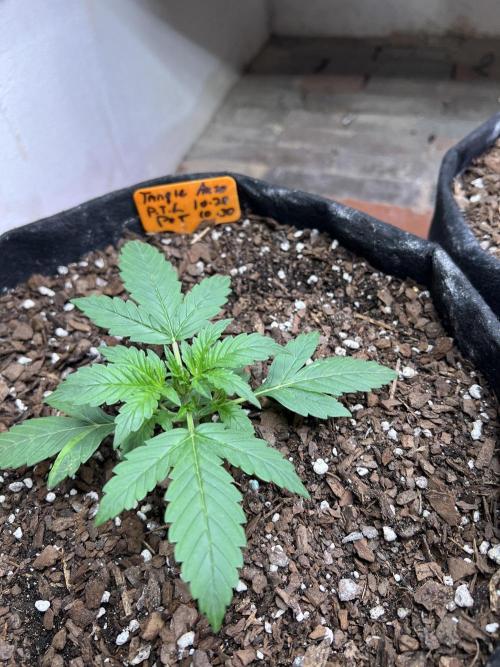 First Autoflower Grow. Week 3 - Tangie auto Day 18