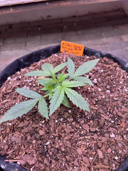 First Autoflower Grow. Week 3 - O. Sour Diesel Day 18