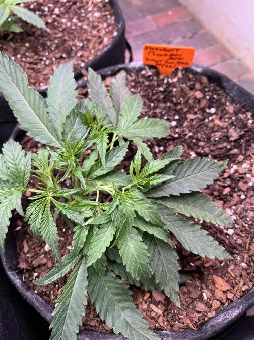 First Autoflower Grow. Week 3