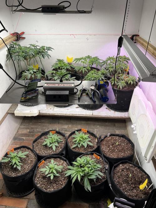 First Autoflower Grow. Week 4