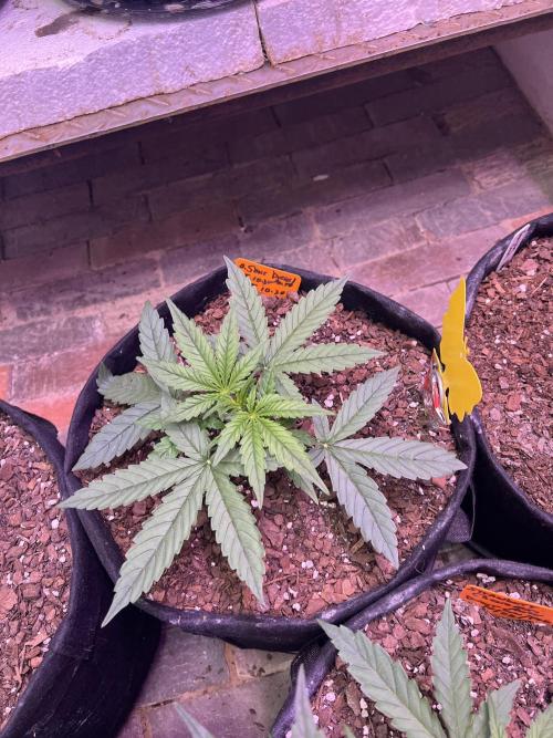 First Autoflower Grow. Week 4 - O. Sour Diesel Day 22