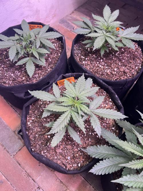 First Autoflower Grow. Week 4 - Tangie Auto Day 22