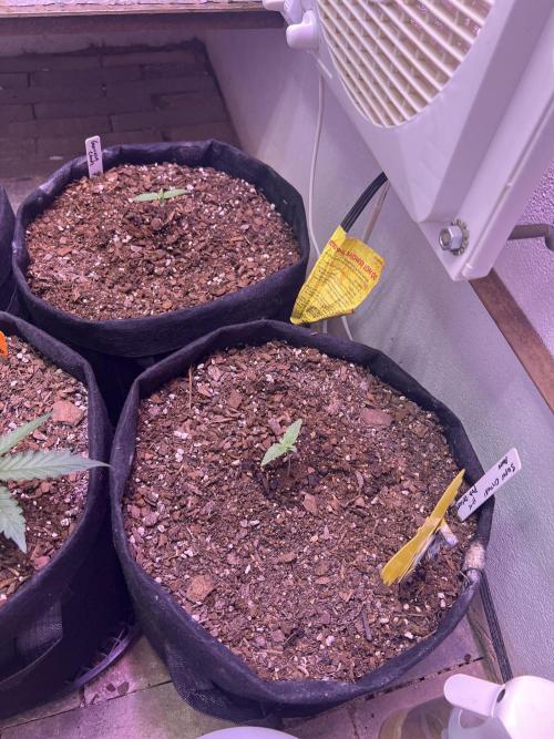 First Autoflower Grow. Week 4 - Two new babies, Super Critical Auto and Gorilla Candy