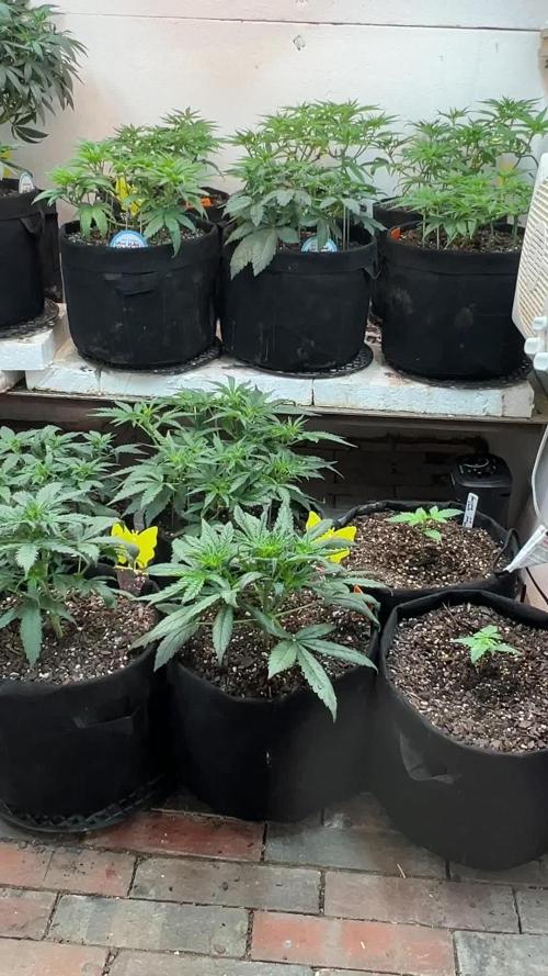 First Photoperiod Grow