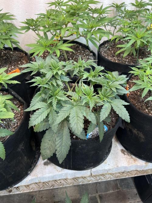 First Photoperiod Grow. Week 7 - White Widow Day 24