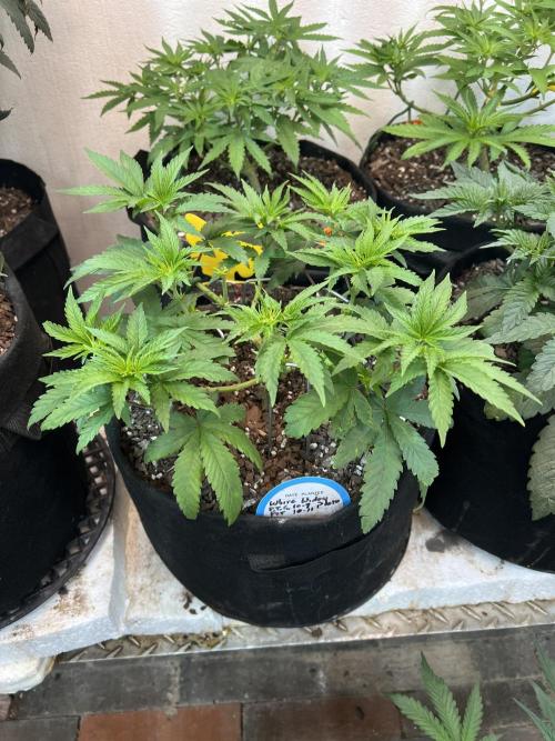 First Photoperiod Grow. Week 7 - White Widow Day 38