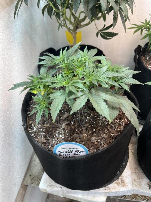 First Photoperiod Grow. Week 7 - Jealousy Fast Day 34