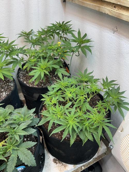 First Photoperiod Grow. Week 7 - Blue Dream Day 38 looking much better with some nutrients 