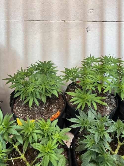 First Photoperiod Grow. Week 7 - Blue Dream Day 38 looking much better with some nutrients 