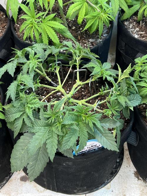 First Photoperiod Grow. Week 7 - Mid week LST