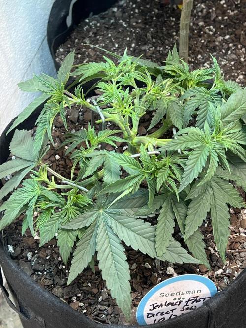 First Photoperiod Grow. Week 7 - Mid week LST