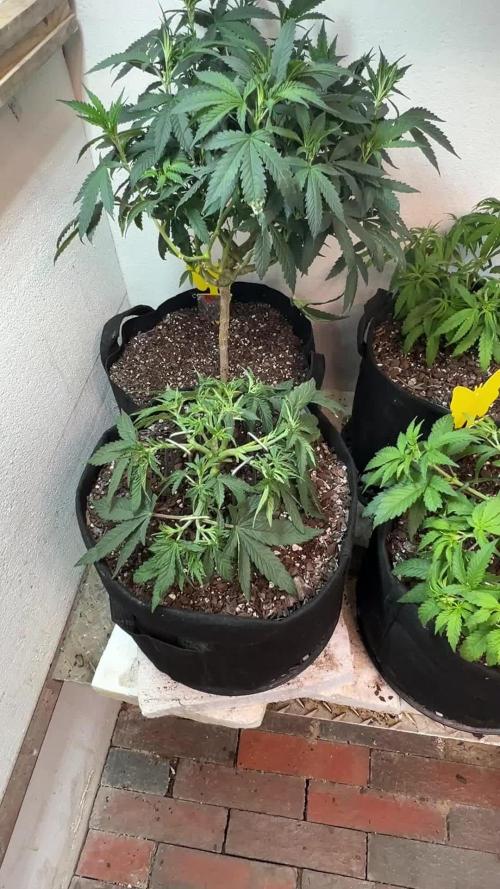 First Photoperiod Grow