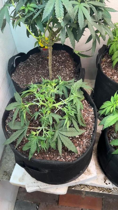 First Photoperiod Grow