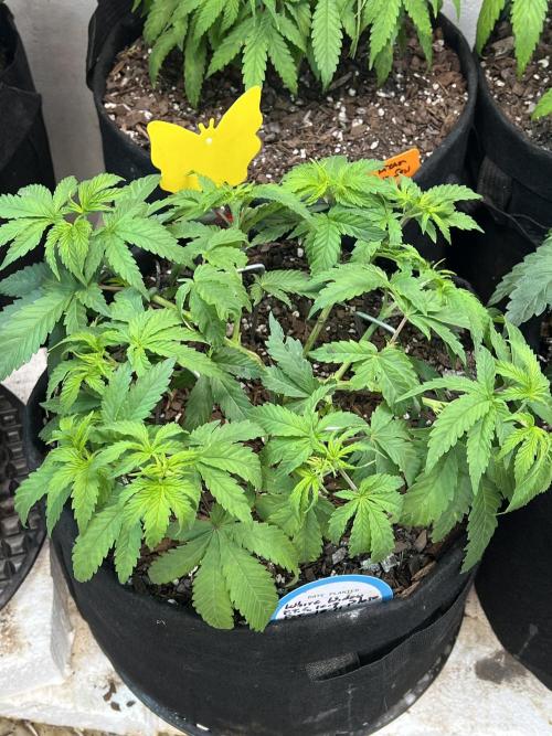 First Photoperiod Grow. Week 7 - Mid week LST 