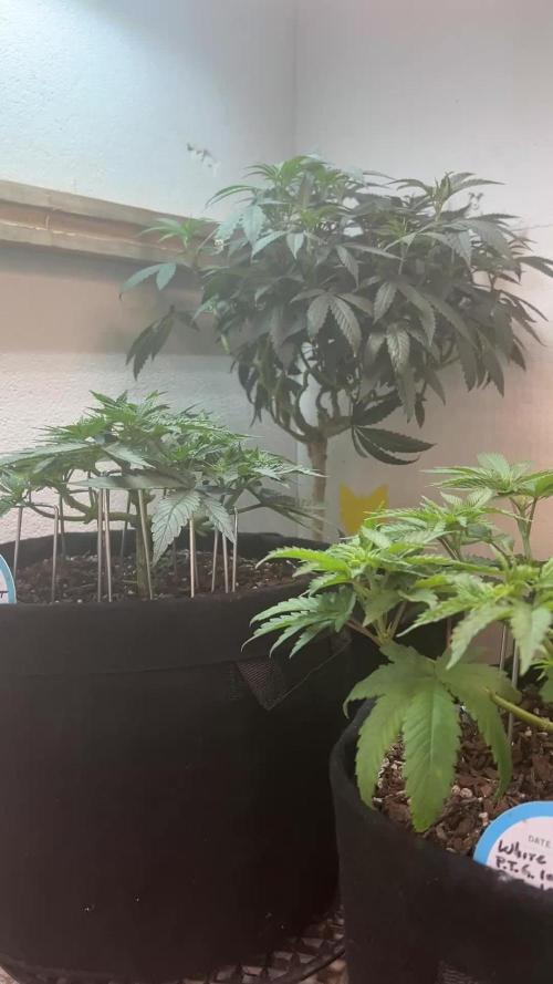 First Photoperiod Grow