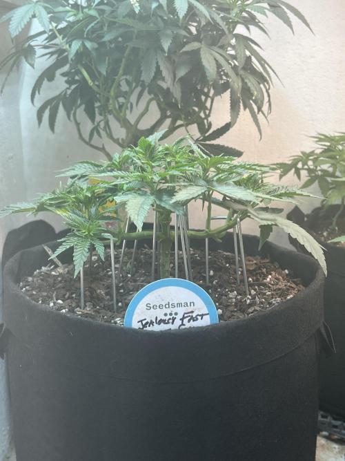 First Photoperiod Grow. Week 7 - Jealousy Fast 