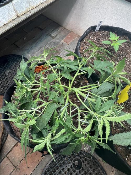 First Autoflower Grow. Week 5 - Strawberry Cheesecake Auto Day 33