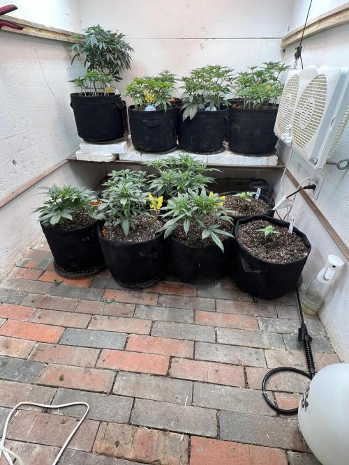 First Autoflower Grow. Week 5 - Five weeks on the Autoflowers (bottom tier)