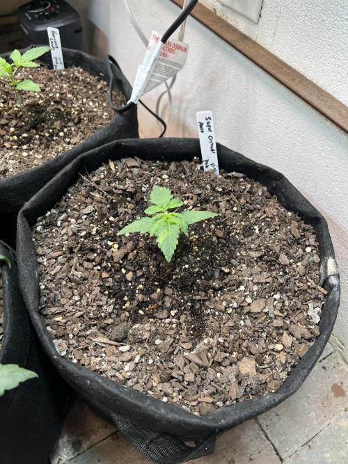 First Autoflower Grow. Week 5 - Super Critical Auto Day 12