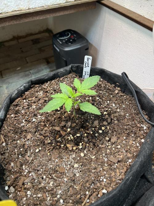 First Autoflower Grow. Week 5 - Gorilla Candy Auto Day 12