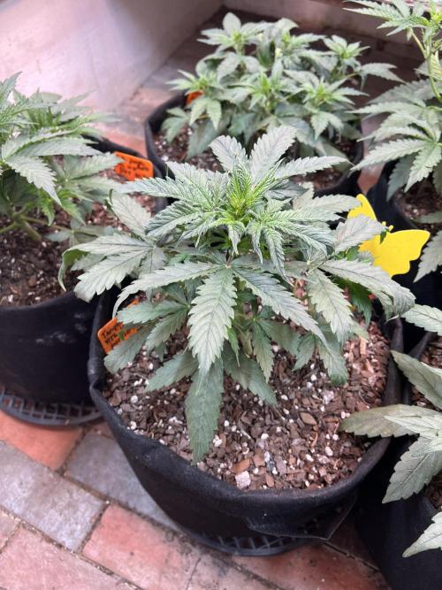 First Autoflower Grow. Week 5 - Tangie Auto Day 30 - not topped