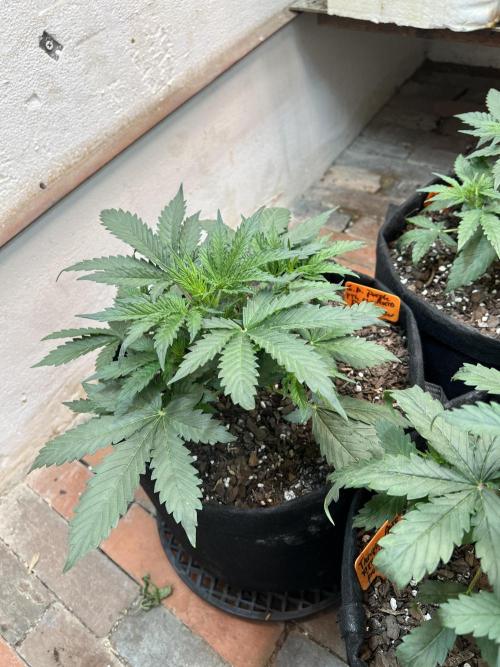 First Autoflower Grow. Week 5 - Granddaddy Purple Auto Day 30