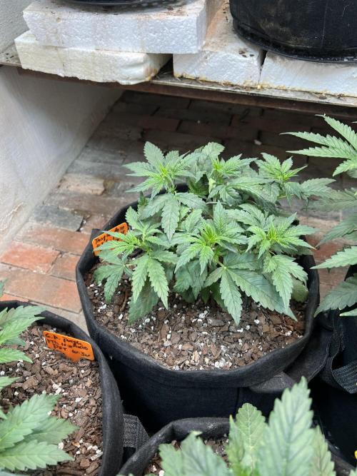 First Autoflower Grow. Week 5 - Tangie Auto Day 30 - has been topped once