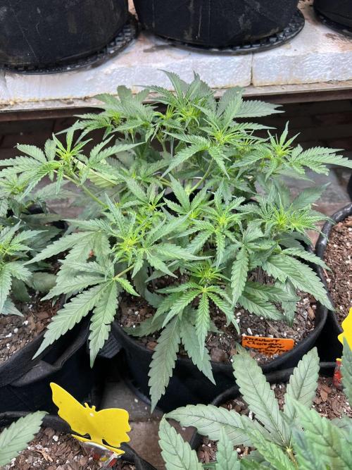 First Autoflower Grow. Week 5 - Strawberry Cheesecake Auto Day 34 after LST