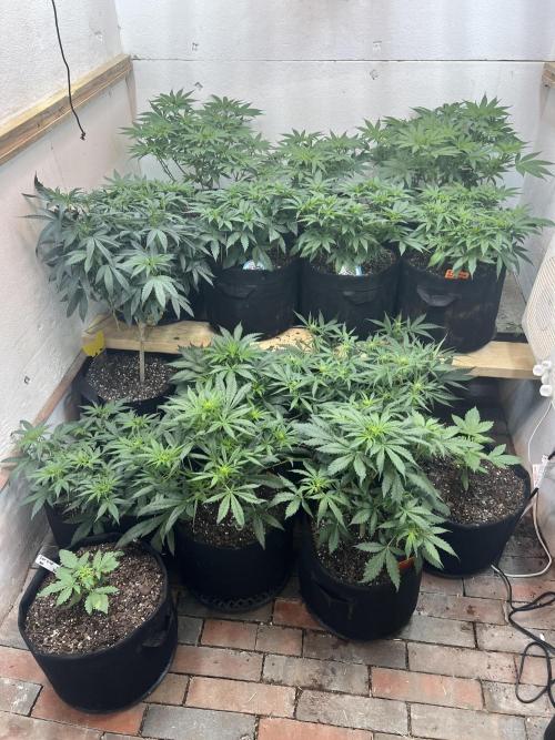 First Photoperiod Grow. Week 8